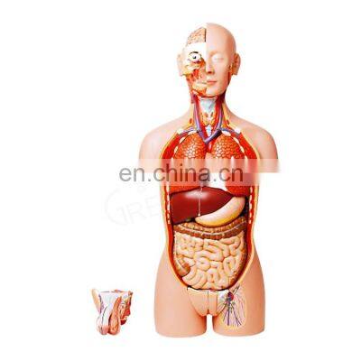 Medical Science Plastic Dual Sex Anatomy 85cm Height 32 Parts Anatomical Medical Male Human Torso Model photo-2