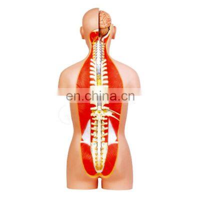 Medical Science Plastic Dual Sex Anatomy 85cm Height 32 Parts Anatomical Medical Male Human Torso Model photo-3