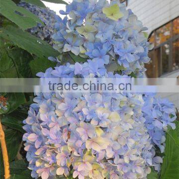 Fashionable Hot Sale Hydrangea Bridal Flower photo-2