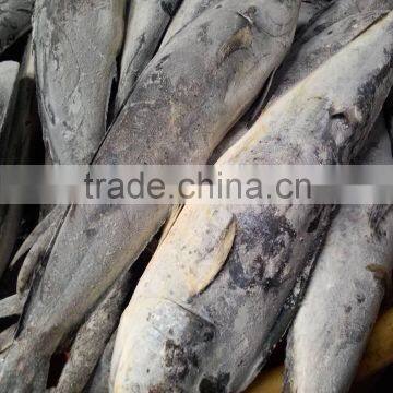 Frozen Sea Frozen W/R Mahi-Mahi And Coryphaena HippurusOur company and factory: TaiZhou YangFan Imp.&Exp.Co.,Ltd specializes