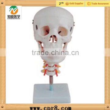 High Quality Medical Human Skull Cervical Vertebrae Teaching Model