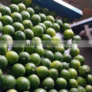 NEW SEASON OF GREEN LEMON WITHOUT SEED FOR EXPORTING