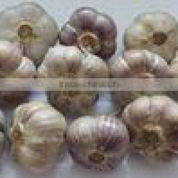 NEW VIETNAMESE WHITE GARLIC