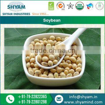 Soybean