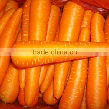 Chines Bulk Fresh Carrots Fresh Carrot Price