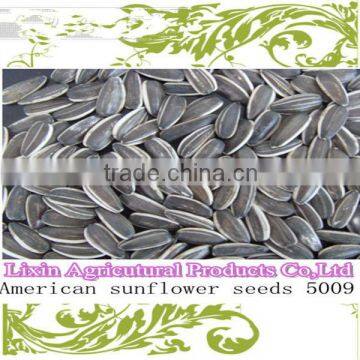 chinese sunflower seeds 5009 with market price