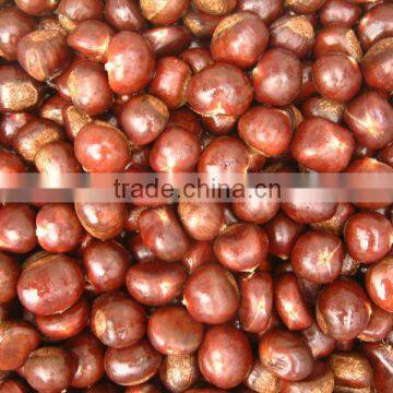 Health Food Organic Fresh Chestnut for Hot Dale--the Best Chinese Chestnuts Species photo-6
