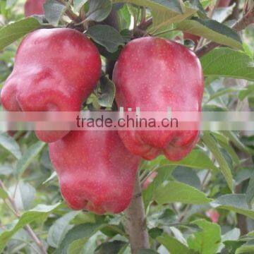 red delicious apple/huaniu apple