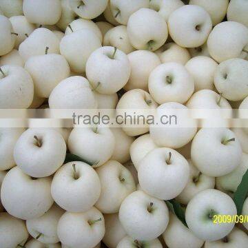 Sweet Chinese Golden Pear 80-96-112 Specification