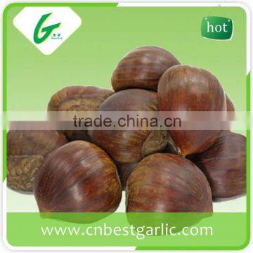 Horse fresh chestnut oil