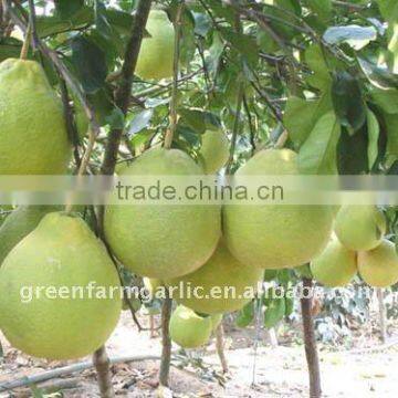 Top Quality 2011 Fresh Ya Pear In Greenfarm