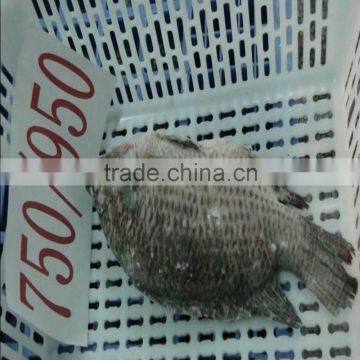 Best seller tilapia fish farming