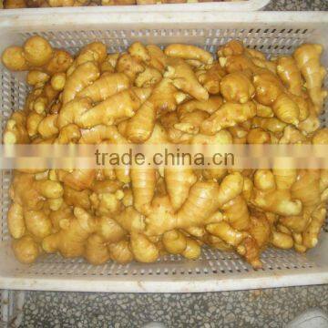 China organic fresh ginger suppliers