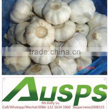 china farm fresh garlic