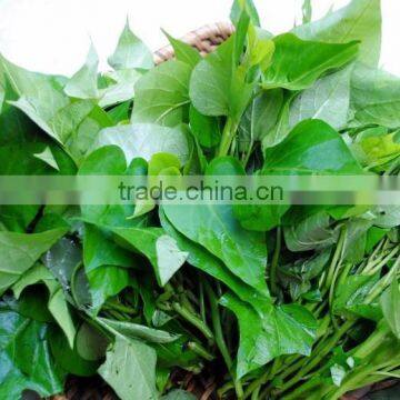 Frozen sweet potato leaves