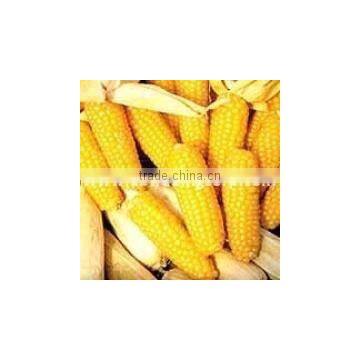 Corn importers / Animal feed Yellow corn importers in Vietnam