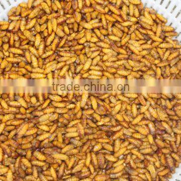 New arrive frozen silkworm in good price