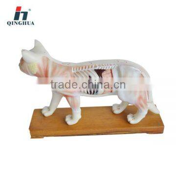 Cat Acupuncture Model