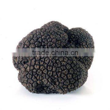 High Quality Wild Black Truffle 100% Wild Truffle for Sale photo-4