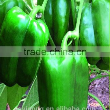 Early-maturity High yield fruits sweet color pepper seeds Range F1