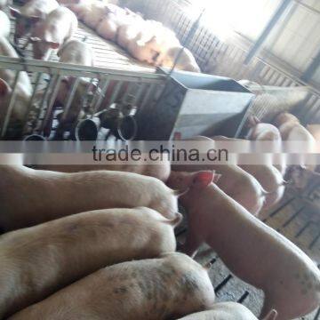 SST Double Side Feeder photo-3