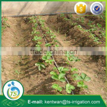 Drip Pipe as Plant Watering Tool for Subsurface Irrigation photo-2
