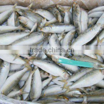 Fish Sardine Wholesale for Bait