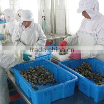 Cooked V-packed Baby Clam photo-2