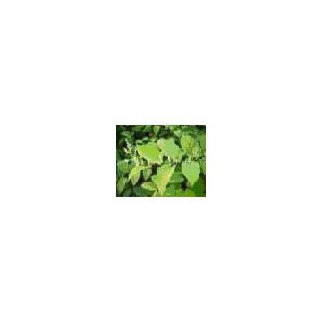 Resveratrol(sales5 at lgberry dot com dot cn )