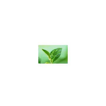 Green Tea P. E. 50% polyphenols, 50% EGCG