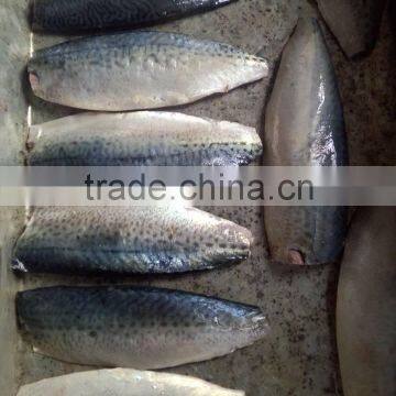 Pacific Mackerel Fillet and Scomber Japonicus