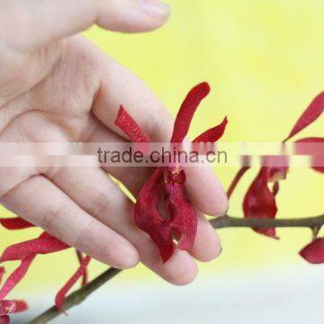 Fresh cut flowers Vanda orchid flowers