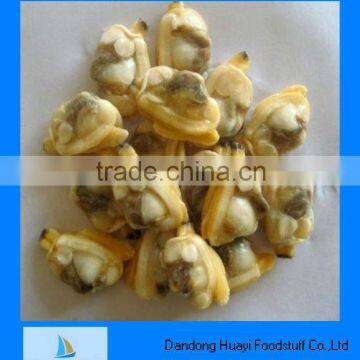 high quality frozen short necked clam