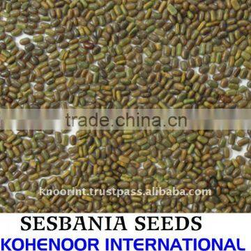 Sesbania Seeds