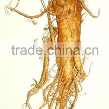 Panax Ginseng extract