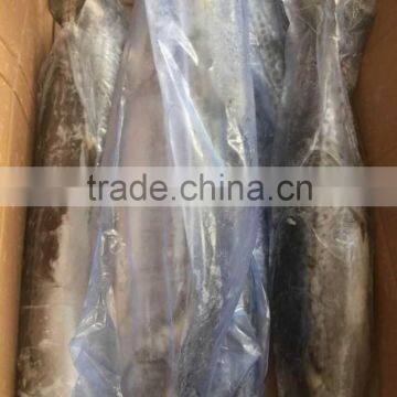 Wholesale Whole Round Spanish Mackerel Fish On Sale