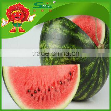 fresh watermelon for sale year round watermelon watermelon costumes