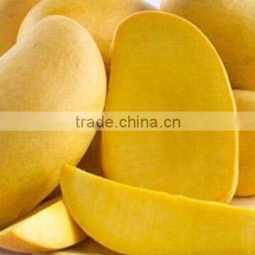 Fresh Mango Competitive price from Vietnam