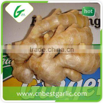 Air Dry Fresh Ginger photo-4