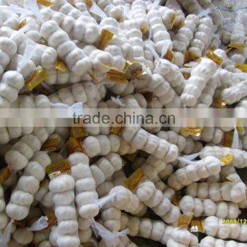 500G mesh bags white garlic