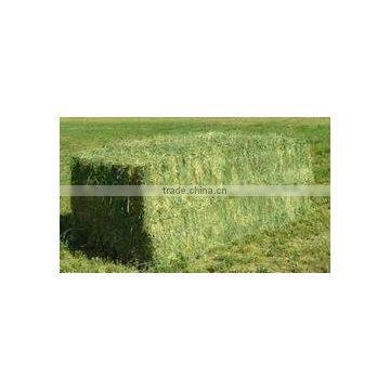 Rhode grass hay, dry hay bale, cattle feed hay, animal feeding hay, hay bale