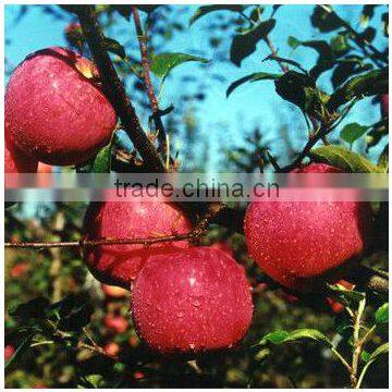 Apple type and pome fruit products type fresh red Qinguan apple