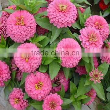 High quality Hybird Red Yellow Pink Zinnia seeds flower seeds for planting