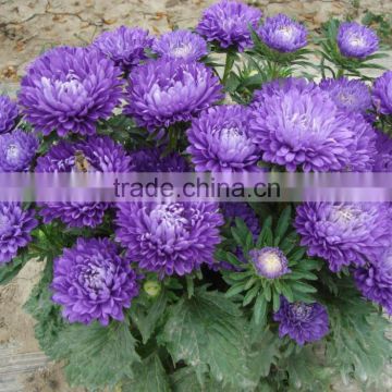 Aster flower seeds for growing