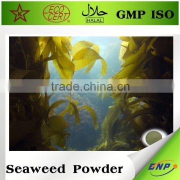 healthy food kelp seaweed extract powder