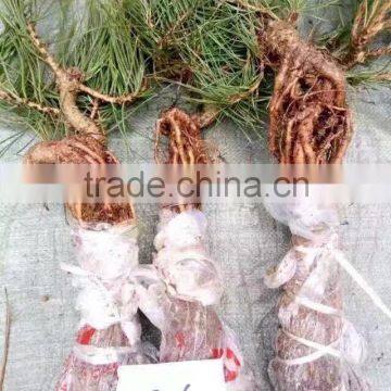 Pinus Thunbergii Parl. Black Pine Seedlings photo-5