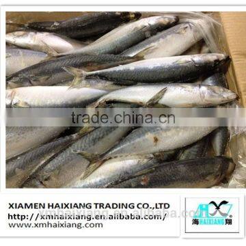 frozen mackerel / Grade A frozen pacific mackerel in high quality