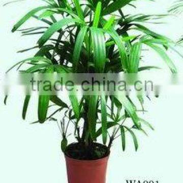 Rhapis Excelsa