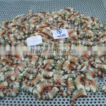 HLSO Tiger Shrimps photo-2