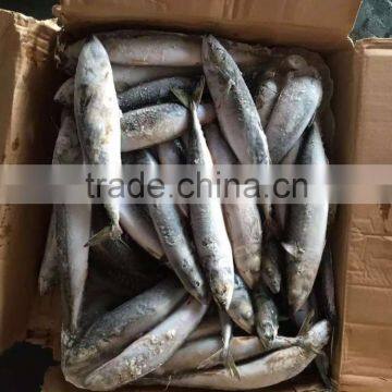 NEW 2016 SHIPFROZEN pacific mackerel 200-300g